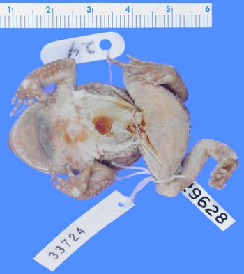 Media type: image; Herpetology A-29628